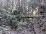 Nach Orkan Friederike - Zw. Dassel u. Erholungsheim  (1)